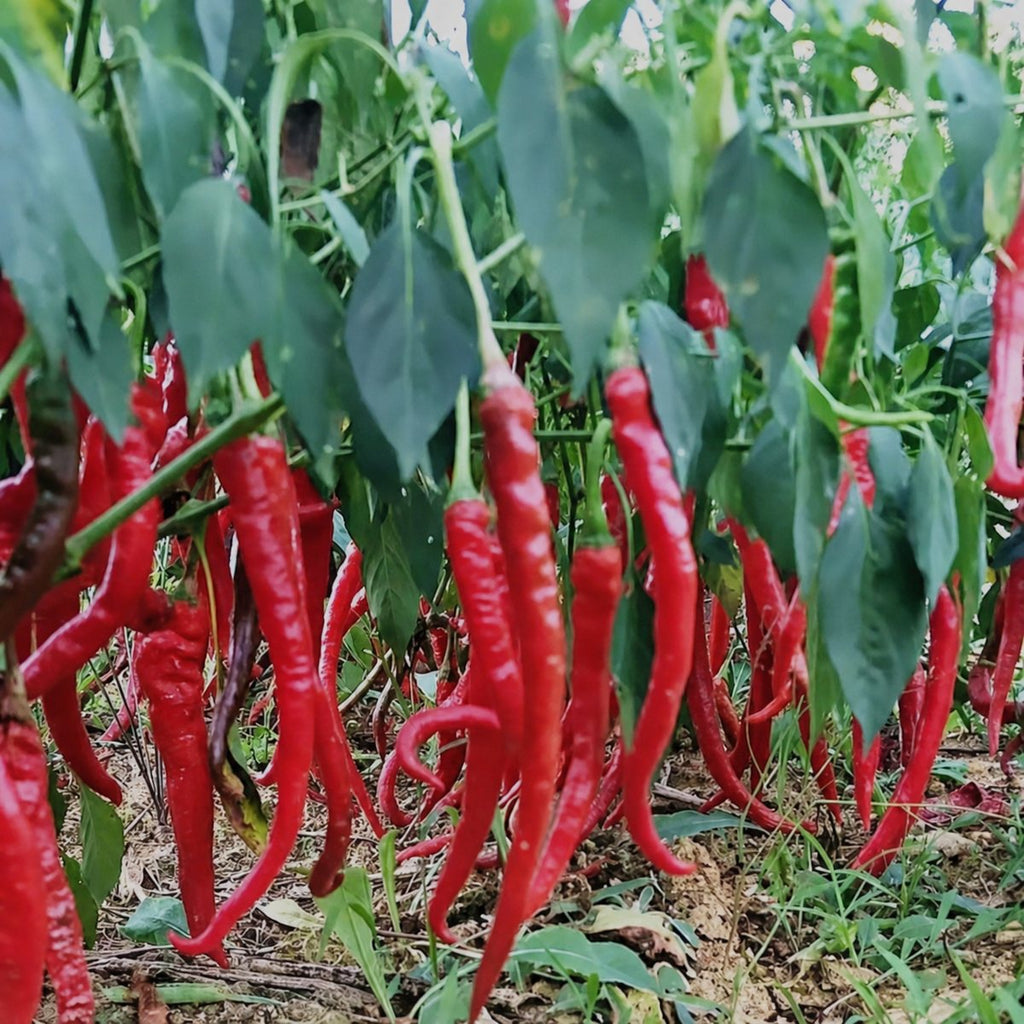 Guizhou Fermented Chopped Chili Sauce - ingredient information