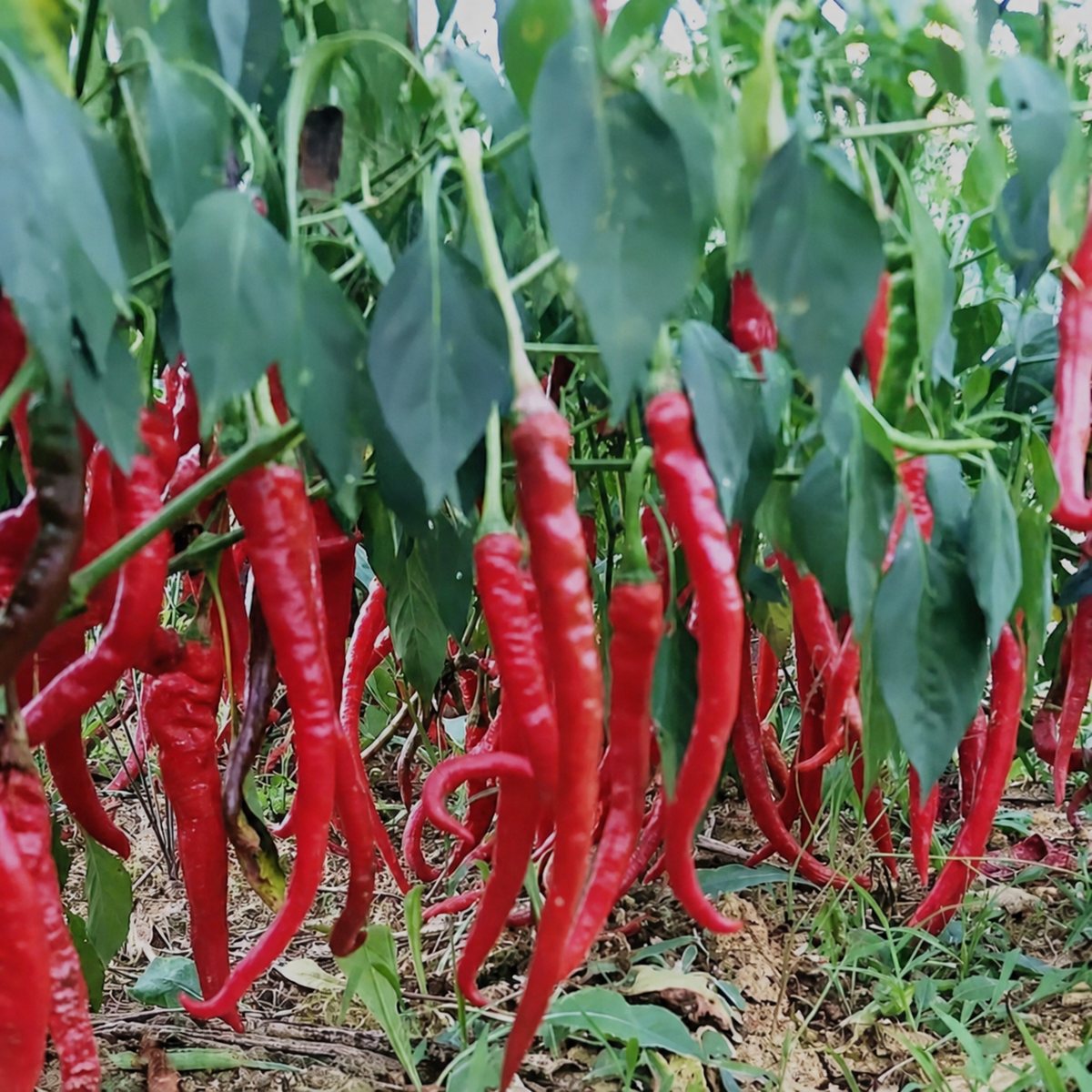 Guizhou Fermented Chopped Chili Sauce - ingredient information