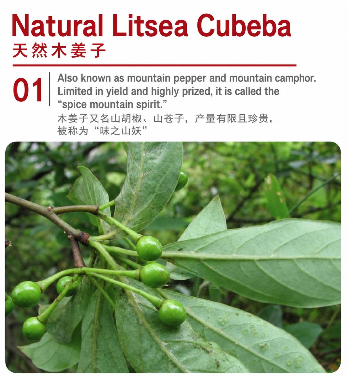 Guizhou Litsea Cubeba Dipping Oil - product packaging