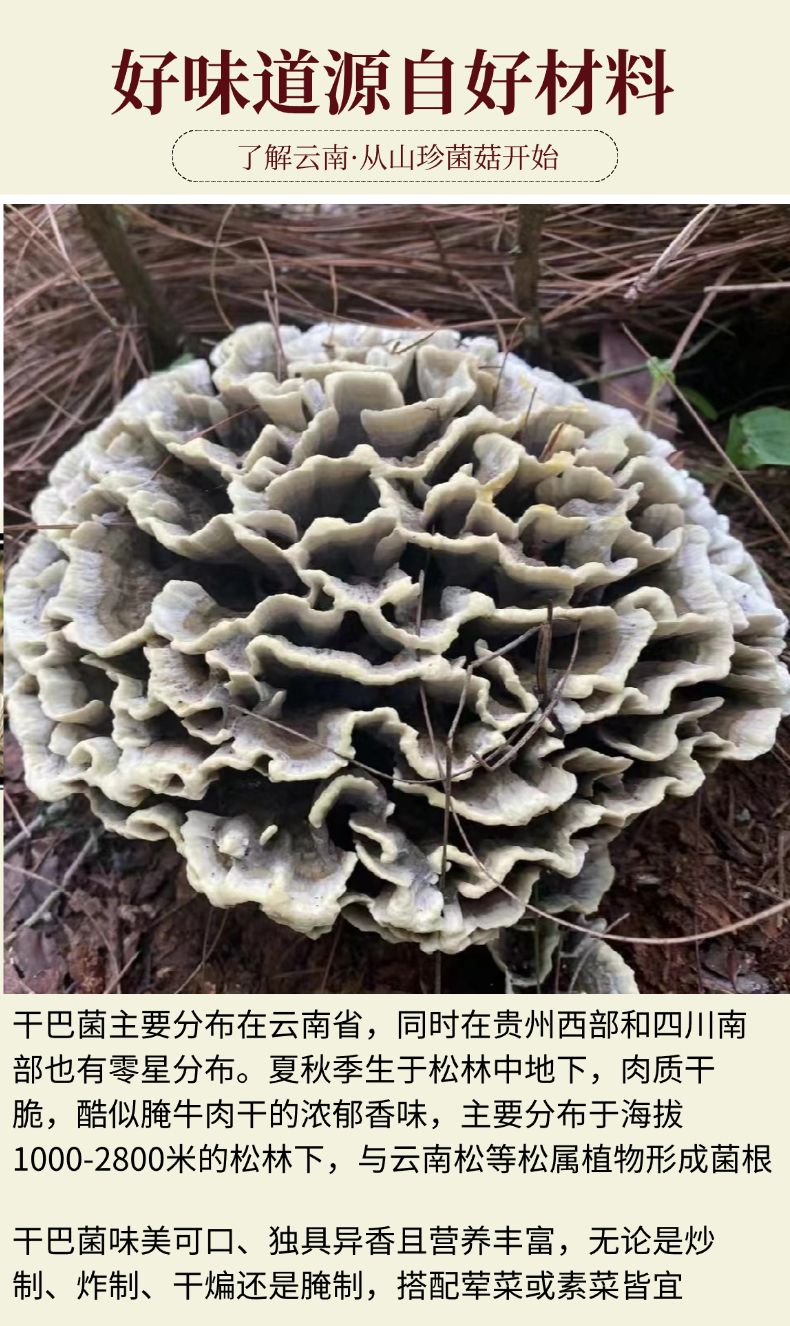 云南 Mushroom Sauce | 云南香菇酱